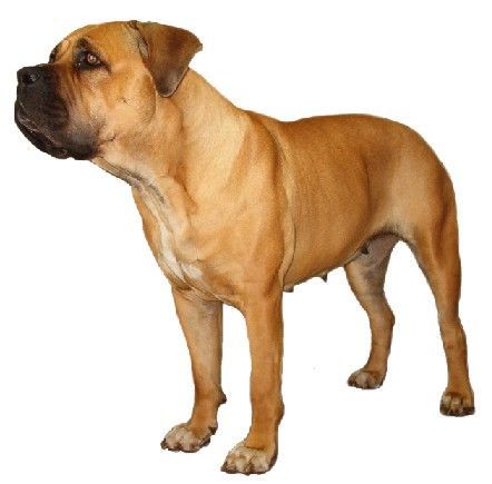 Boerboel Boerboel Nala