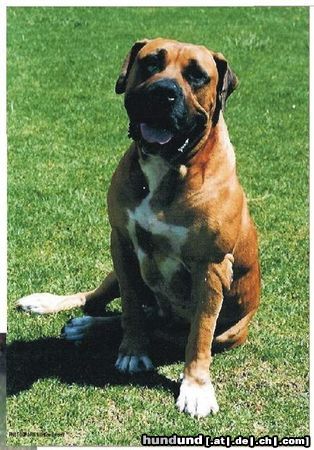 Boerboel Unser Nostra