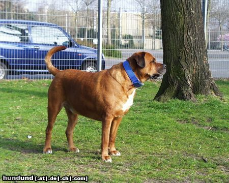 Boerboel Name: Mister T., Alter 6 Jahre, Fundhund aus Tierheim