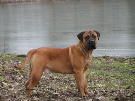 Boerboel M&M Boef 9 months