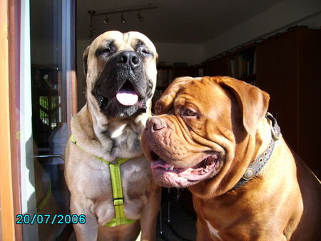 Boerboel Viele grusse Chang & Sumo aus Bayern