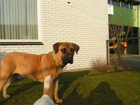 Boerboel M&M Bella