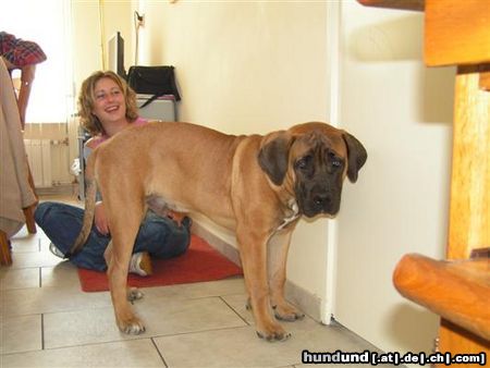 Boerboel M&M Bruno puppie 5 months