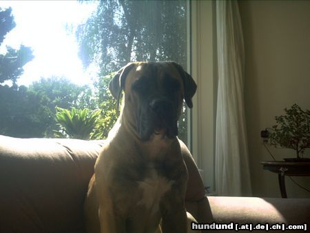 Boerboel Mein Boerboel