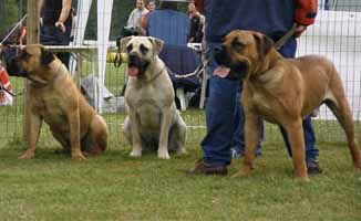 Boerboel