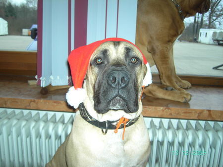 Boerboel Frohe Weihnachten M&M Chang