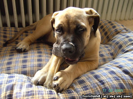 Boerboel Chang aus Neustadt/Do.