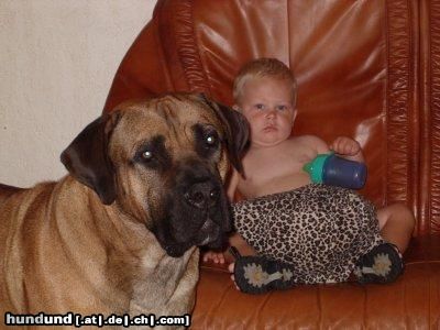 Boerboel aldo und seinen freund Kevin