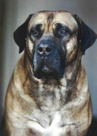 Boerboel Aldo