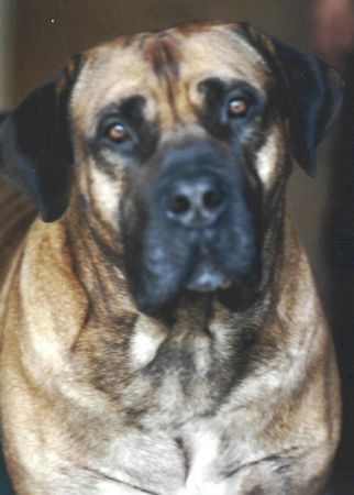 Boerboel Aldo