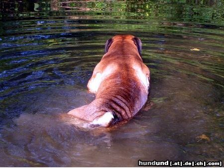 Boerboel Aldo im wasser