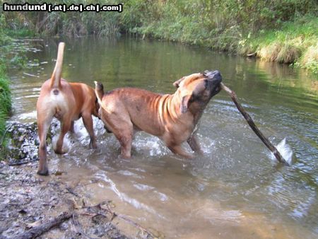 Boerboel Aldo und M&M Boef