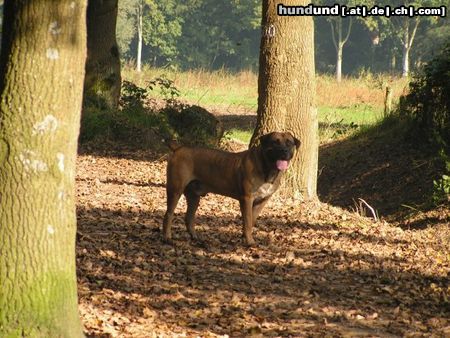 Boerboel Aldo 