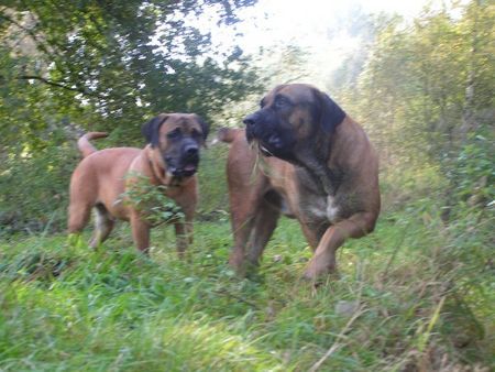 Boerboel Aldo und m&m Boef