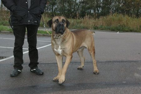 Boerboel Aldo