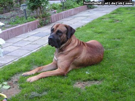 Boerboel unseren aldo der father der puppy's