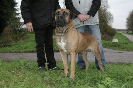 Boerboel unseren Aldo