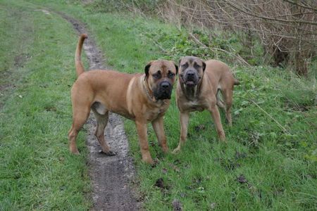 Boerboel m&m Bibi und m&m Boef