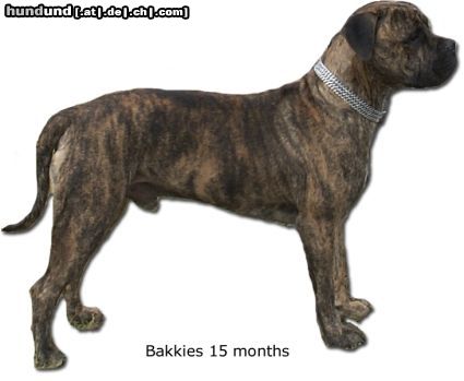 Boerboel Anasha Bakkies 82.2% mit 15 Monate