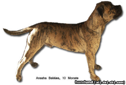 Boerboel Anasha Bakkies 82.2% mit 10 Monate