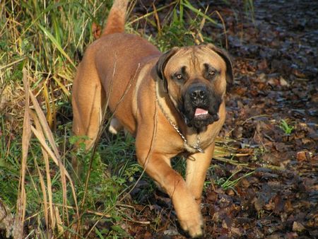 Boerboel m&m Boef