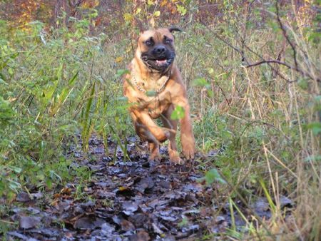 Boerboel m&m Boef