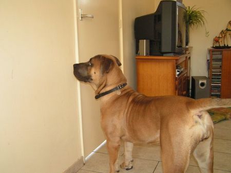 Boerboel m&m Darka