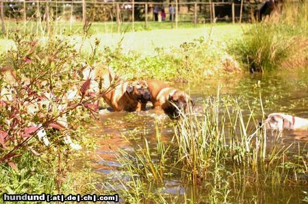 Boerboel M&M Boerboels 