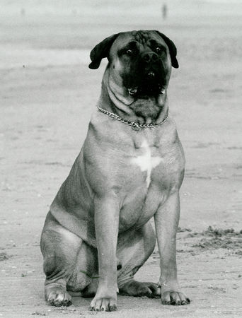 Boerboel M&M bruno