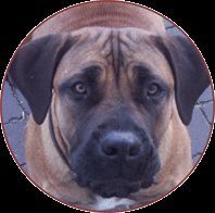 Boerboel M&M Cendy