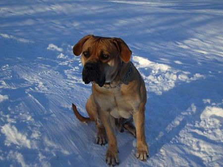 Boerboel Da ist ja jemand?