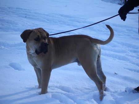 Boerboel Anasha Oubaas