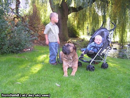 Boerboel Aldo  und kevin und ted