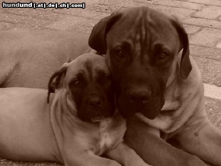 Boerboel M&M Troy 5 months und M&M Noa 9 woche