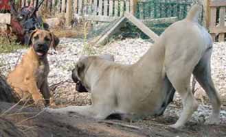 Boerboel