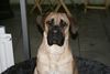 Boerboel Hund