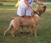 Boerboel Hund