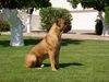 Boerboel Hund