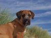 Boerboel Hund