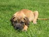 Boerboel Hund