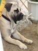 Boerboel Hund