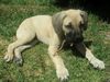 Boerboel Hund