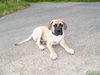 Boerboel Hund