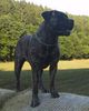 Boerboel Hund