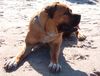 Boerboel Hund