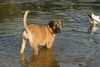 Boerboel Hund