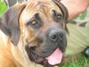 Boerboel Hund