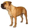 Boerboel Hund