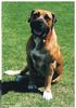 Boerboel Hund