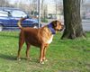 Boerboel Hund